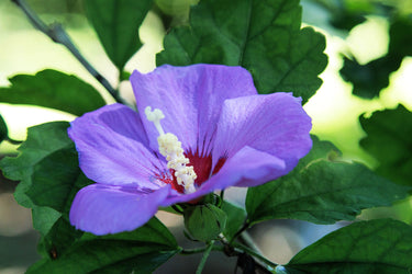 25 Purple ROSE Of SHARON HIBISCUS Syriacus Flower Tree Bush Seeds